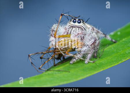 Jumping spider with white fuzzy body capturing and eating a lynx spider on a vibrant green leaf, showcasing natural predator-prey behavior in macro wi Stock Photo