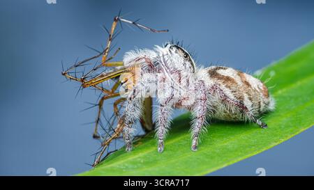 Jumping spider with a furry white body is capturing and feeding on a lynx spider, demonstrating a macro view of the intricate predator-prey relationsh Stock Photo