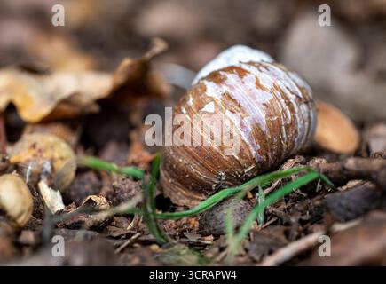 Close-up of an empty snail shell resting among autumn leaves and soil on the forest floor. A detailed nature macro perfect for wildlife, decay, and na Stock Photo