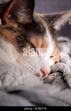 Close-up of a calico cat peacefully sleeping on a cozy blanket, highlighting its soft fur and relaxed expression. Perfect for pet, comfort, and relaxa Stock Photo
