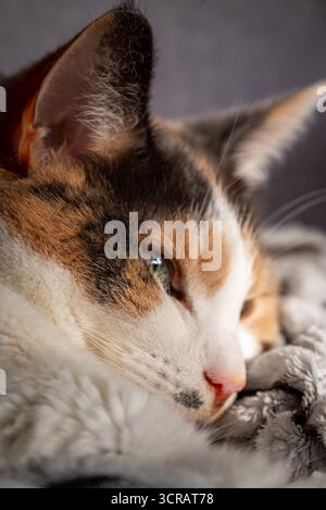 Intimate close-up of a calico cat resting on a blanket, showing its green eye, fur texture, and relaxed expression in warm natural light. Perfect for Stock Photo