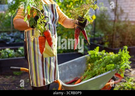 Carrot harvest. Farmer holds red orange organic carrots by wheelbarrow. Gardener picks vegetables from raised beds. Autumnal crop. Copy space Stock Photo