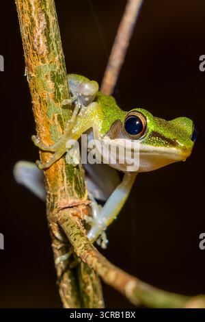 Small nocturnal green tree frog with large black eyes perched on a twig in its habitat Stock Photo