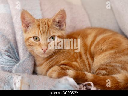 Ginger orange cat resting Stock Photo