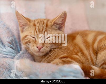 Ginger orange kitten sleeping Stock Photo