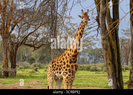Rothschild's Giraffe looking directly at camera standing between acacia trees in Lake Nakuru National Park Kenya Stock Photo
