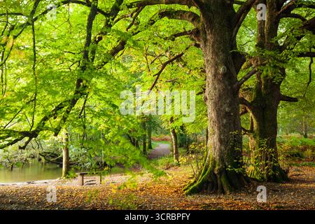 Old trees in a woodland near Lowes Water, Cumbria. Lake District National Park. Stock Photo