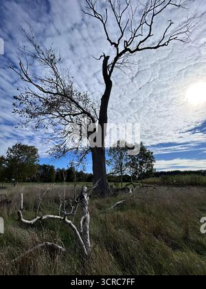 Dead ok tree in silhouette against scenic cloudy sky Stock Photo