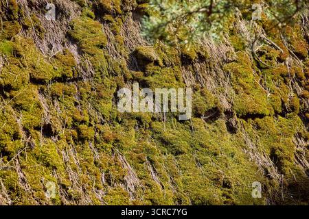 image moss on old thatched roof Stock Photo