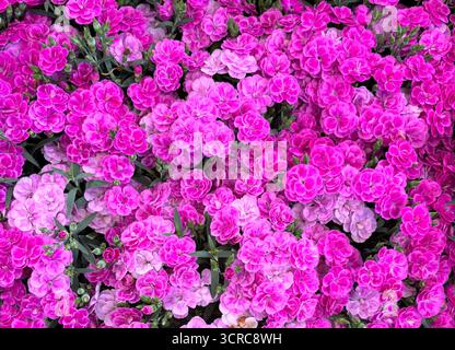 Dianthus Pink Kisses (Carnation) flowers. Beautiful pink carnation flowers background. Perfect for floral and botanical themes. Gardening idea. Stock Photo