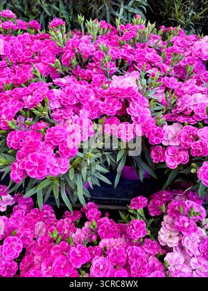 Dianthus Pink Kisses (Carnation) flowers. Beautiful pink carnation flowers background. Perfect for floral and botanical themes. Gardening idea. Stock Photo