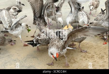 A group of juvenile European herring gulls (Larus argentatus) are clustered on a sandy surface. One seagull has a piece of baguette in its beak. Anoth Stock Photo