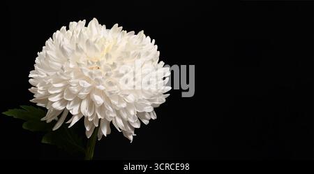 Single white chrysanthemum flower on black background, symbol of purity, remembrance, and natural beauty. Stock Photo