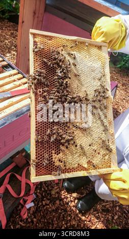 Honey bees on healthy looking brood pattern frame Stock Photo