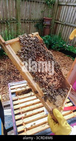 Honey bees on healthy looking brood pattern frame Stock Photo