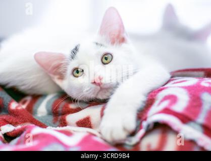 A young white shorthair kitten with black markings on its forehead relaxing on a soft blanket Stock Photo