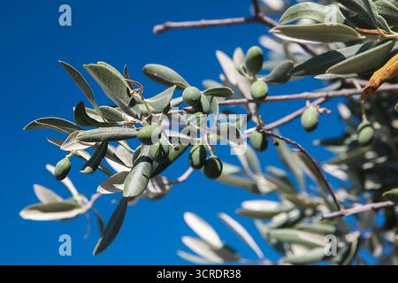 Close-up of green olives growing on an olive tree branch under a clear blue sky in Athens, Greece, captured in summer light. Stock Photo