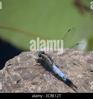 A blue dragonfly resting on a rock Stock Photo
