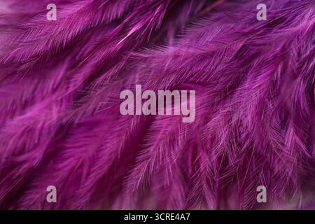 Beautiful violet feathers as background, closeup Stock Photo
