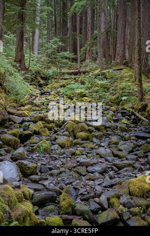 Moss Covered Stones and Trees Along Forest Trail in Olympic National Park Stock Photo