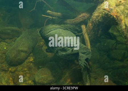 Black silage wrap trapped on submerged tree trunk in Afon Cothi, Carmarthenshire, Wales, UK. Stock Photo