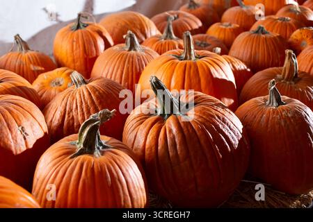 A view of big orange pumpkins, on display at a local pumpkin patch. Stock Photo