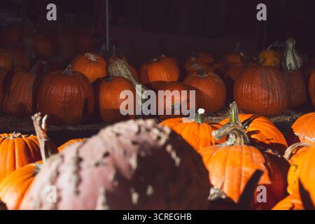 A view of big orange pumpkins, on display at a local pumpkin patch. Stock Photo