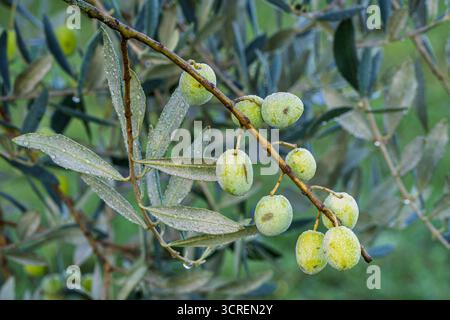 Closeup view of olive tree branch with foliage, bright green fruits and dew drops on fall morning Stock Photo