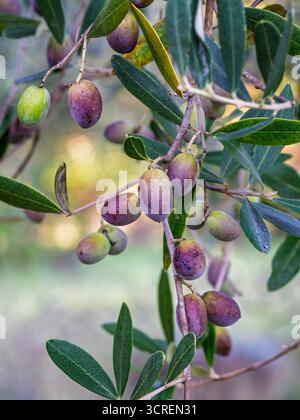 Colorful vertical closeup view of olive fruits with dew drops hanging on branch on autumn morning isolated on natural background Stock Photo