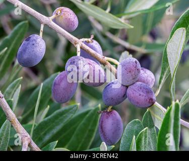 Closeup view of olive tree branch with ripe fruits and dew drops on autumn morning Stock Photo