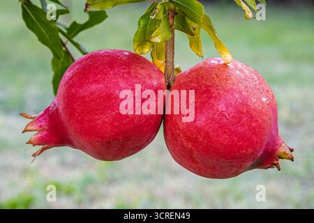 Closeup view of two bright red pomegranate fruits aka punica granatum hanging on tree isolated on natural background Stock Photo
