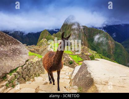 Machu Picchu, Peru. Llama in front of Machu Picchu near Cusco. Stock Photo