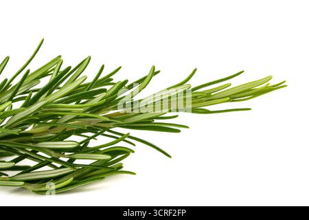 Fresh Rosemary sprig isolated on white background Stock Photo