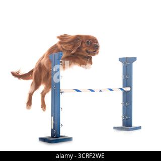 cavalier king charles in front of white background Stock Photo