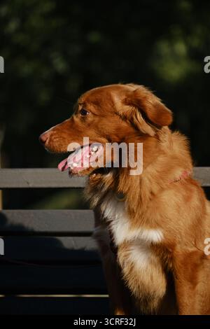 Nova Scotia Duck Tolling Retriever sitting on a wooden bench in the park on a sunny summer day. Happy dog outdoor portrait. Stock Photo