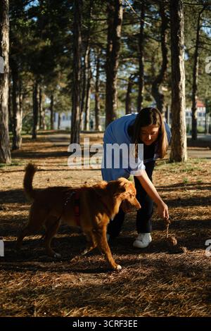 Woman playing fetch with dog holding rope toy in forest park. Nova Scotia Duck Tolling Retriever playing with female owner. Stock Photo
