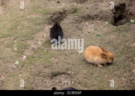 two small black and red rollers in the yard, two small rabbits of different colors on the ground in the yard without grass Stock Photo