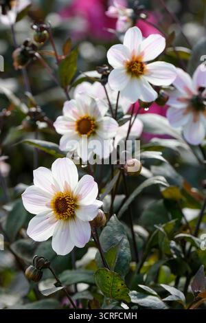Dahlia Bishop of Dover, single row of white ray-florets, which usually have a pinkish violet flush Stock Photo