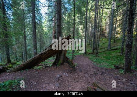 Shaded hiking trail winding through a dense spruce forest in Apuseni Mountains, Romania, with a fallen tree leaning on a stump covered in moss and sur Stock Photo