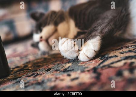 Sleeping cat curled on a patterned oriental rug, showing soft white paws and pink toe beans as it rests peacefully in a cozy, warm home environment Stock Photo