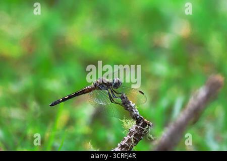 View of a dragonfly with translucent wings rests delicately on a weathered twig against a backdrop of vibrant green grass, Vaalwater, Limpopo, South Africa. Stock Photo
