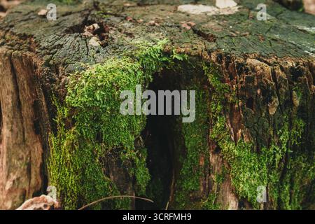 Close-up of Green Moss Growing on an Old Weathered Tree Stump in a Forest Stock Photo