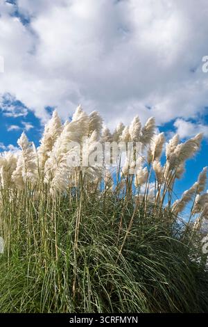 Pampas grass "Cortaderia selloana" against a blue and cloudy sky Stock Photo
