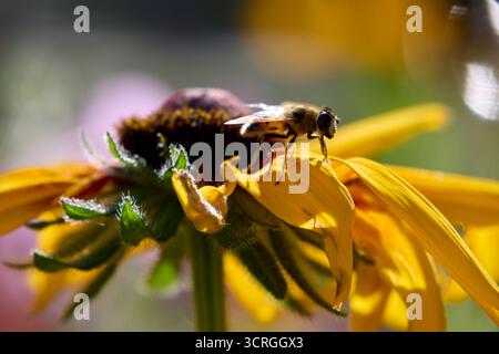Macro shot showcasing a hoverfly gracefully perched on a vibrant yellow flower, with a bokeh background enhancing the natural scene's beauty. Stock Photo