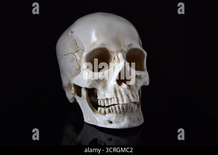Human skull with reflection on black background Stock Photo