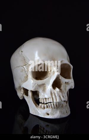 Model of a human skull with reflection isolated on black background Stock Photo