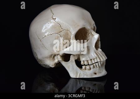 Human skull on black background Stock Photo