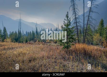 Forest fire smoke over a grassy meadow in Kootenay National Park, British Columbia, Canada Stock Photo