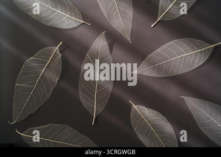 Black minimalistic aesthetic background with transparent fragile leaves and soft shadows. Stock Photo