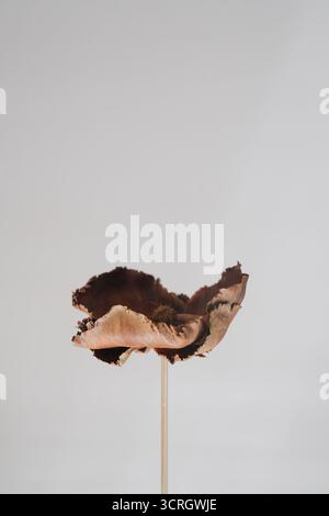 Delicate pale dried brown flower stem on a pastel beige background. Aesthetic dry decorative plant branch. Aesthetic minimalistic stylish still life Stock Photo